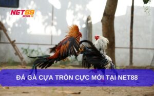 Đá gà cựa tròn là gì Cách chơi và kinh nghiệm thắng lớn cho người mới